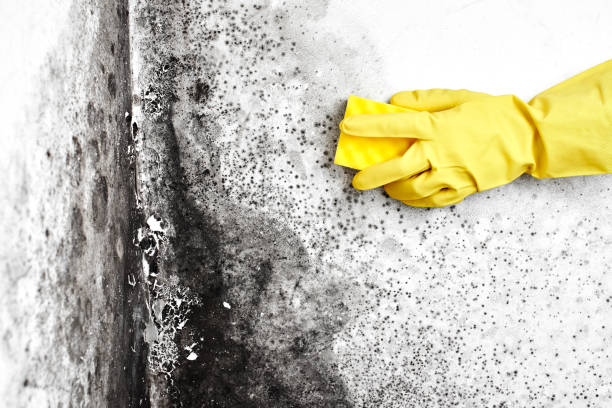 Best Basement Mold Removal  in La Grange Park, IL